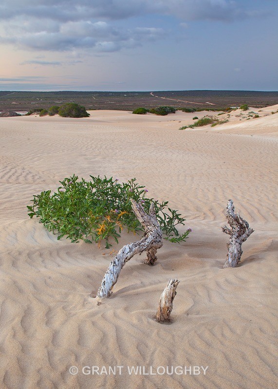 White sands at sunset - Australia