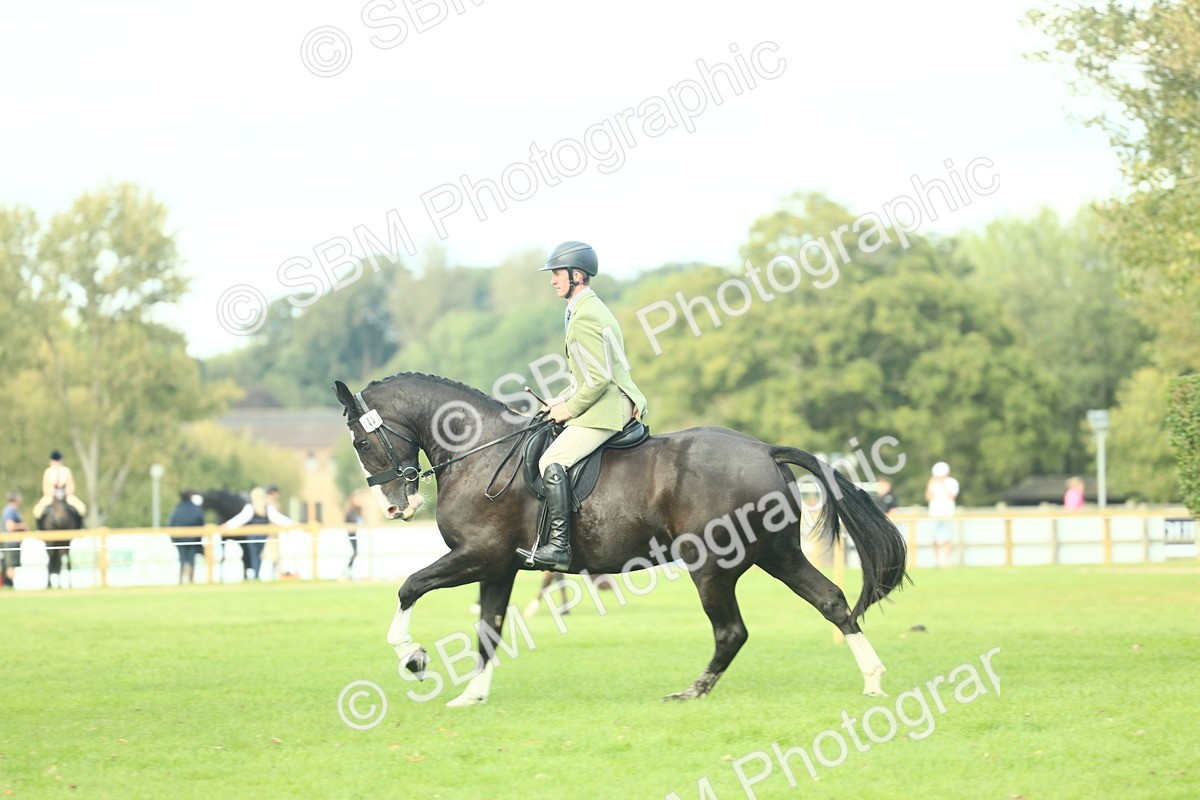 SBM_50756 - S33 - Working Hunter & Working Show Horse