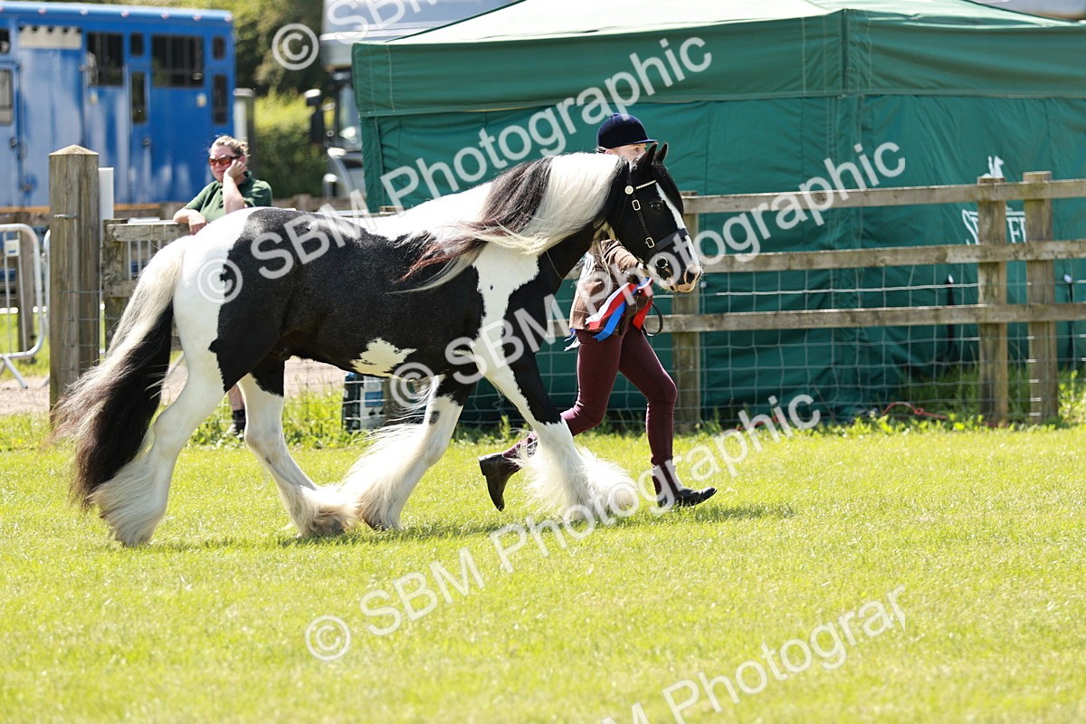 SBM_05544 - Class 41-45 - Riding Pony-Hunter Pony Breeding