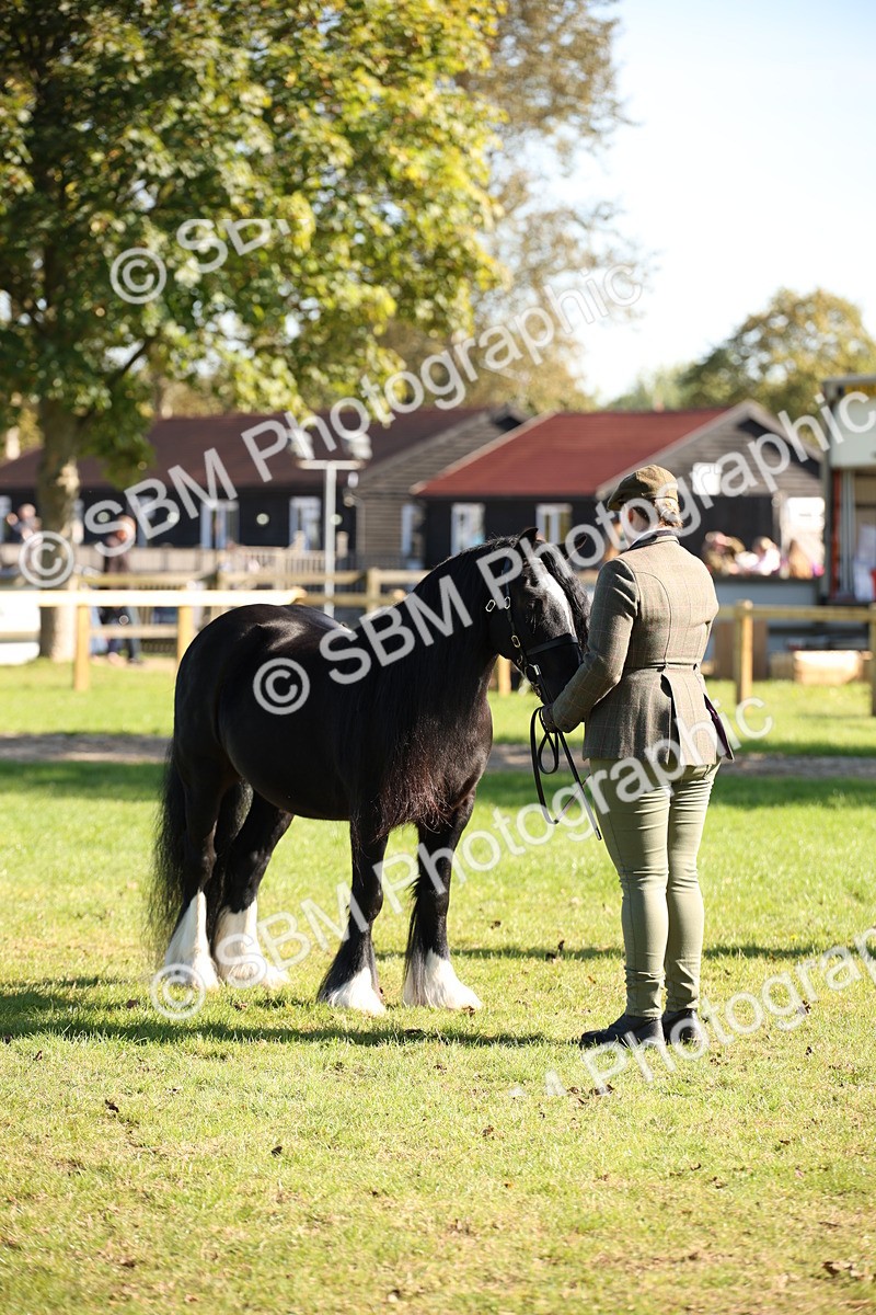 SBM_36640 - S10 - Best In Hand Horse & Pony