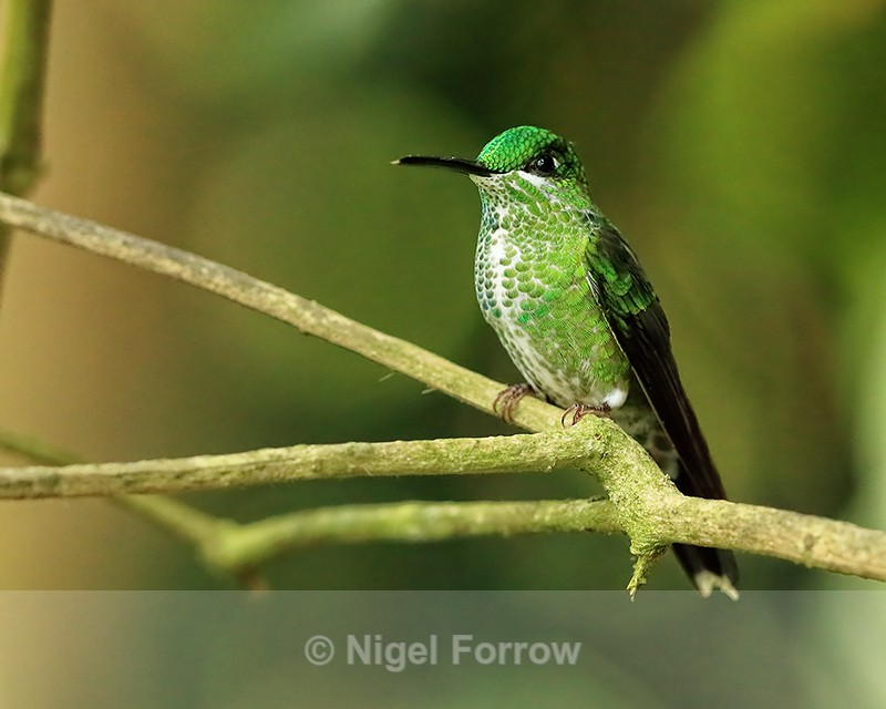 Green-crowned Brilliant, Del Toro waterfall gardens, Costa Rica - Green-crowned Brilliant
