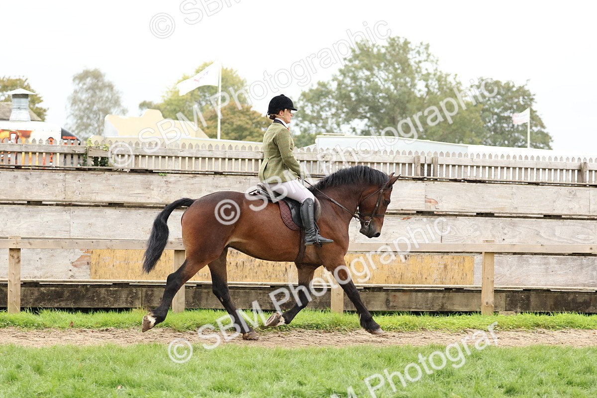 SBM_69566 - S62 - Mountain & Moorland Ridden Large Breeds