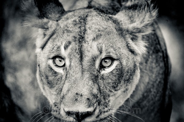 Lioness, Masai Mara, Kenya
