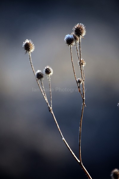 Winter plants_ FL073 - Wild Flowers,  plants & Fungus photography, Great Britain
