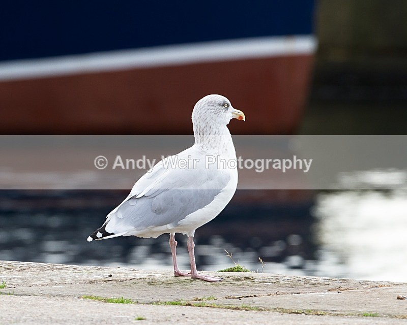 20110927-_MG_6983 - Herring Gull