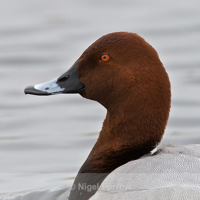 Pochard (male) - Pochard