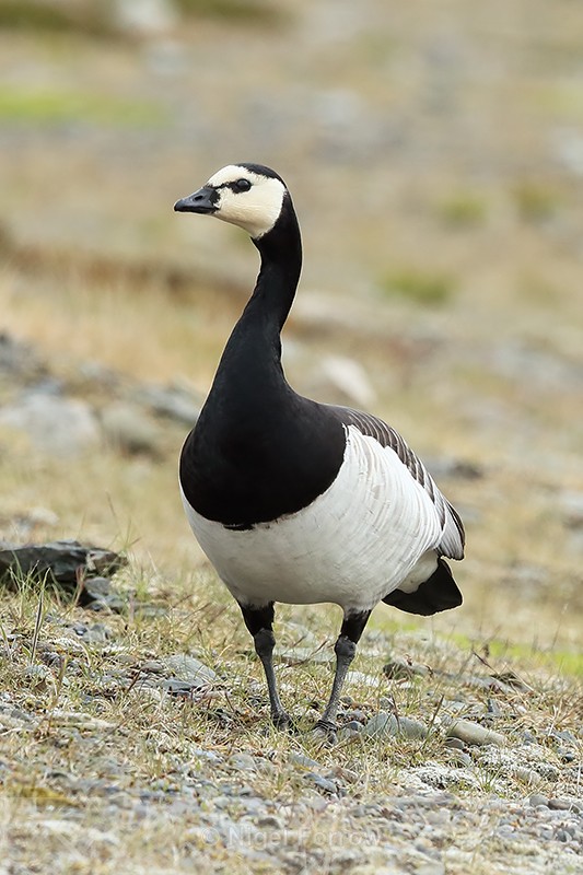 Adult Barnacle Goose, front view, Jokulsarlon, Iceland - Barnacle Goose
