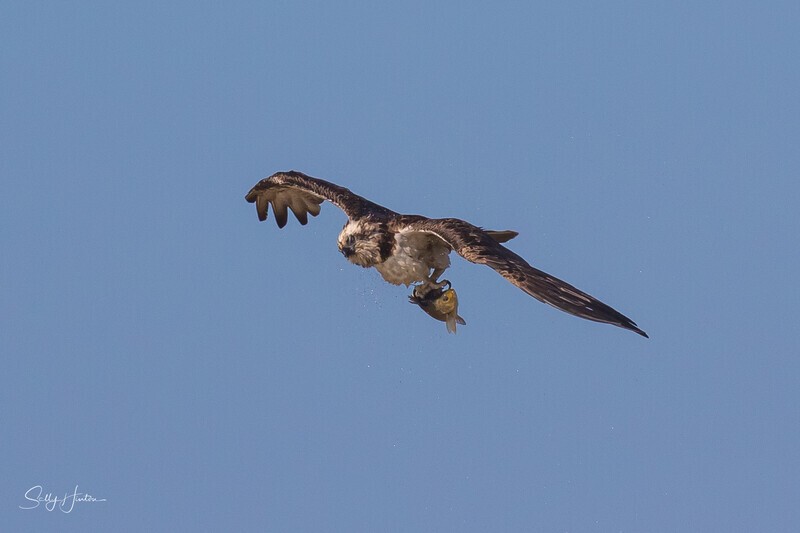 Osprey Fishing 7 - Osprey