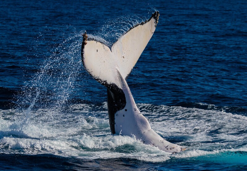 0A3A8408 Peduncle Throw 2 - Humpback Whales