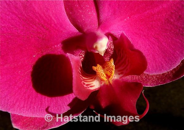Pink Orchid - nature