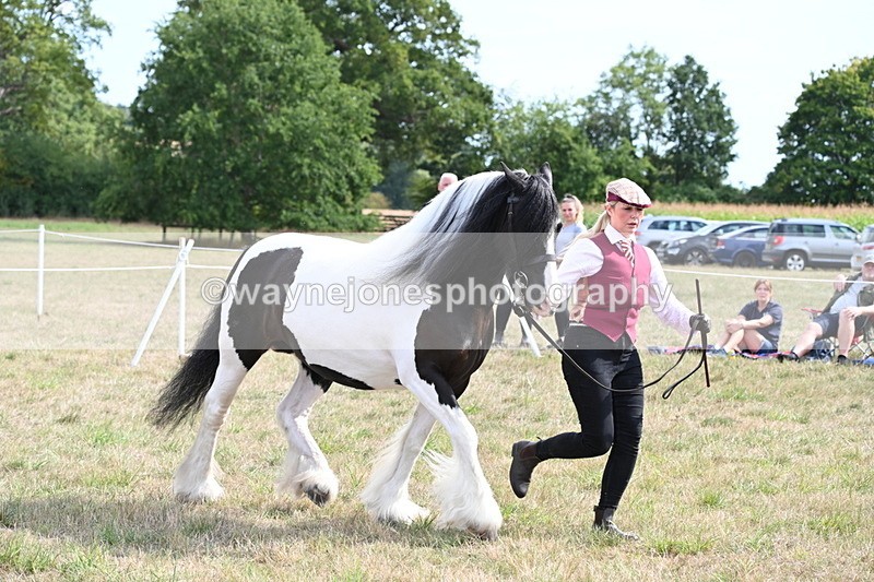WJ6_6593 - Class 20 In-hand Cob