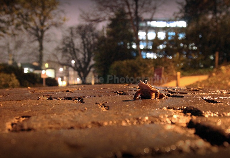 Common frog in Urban Environment - Reptiles, amphibians & pond life, Great Britian