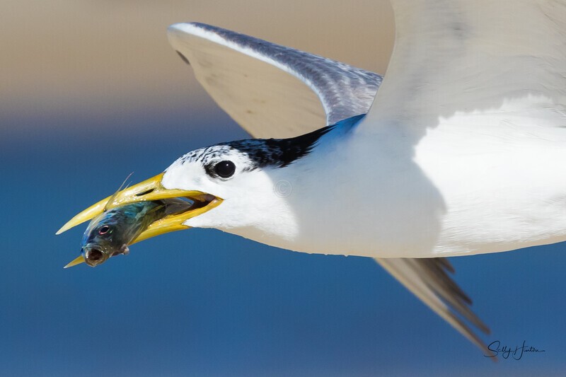 Flying 12 - Crested Terns