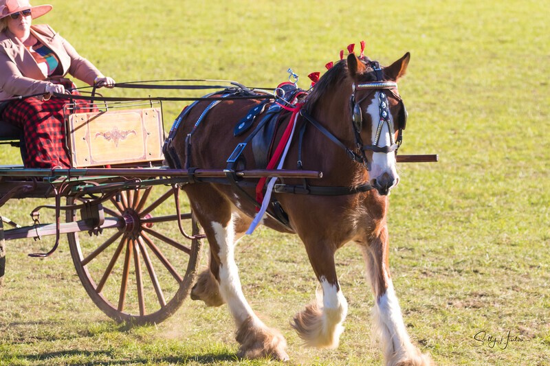 One horse and cart 4. 0A3A9554 - 2025 Senic Rim Clydesdale Spectacular