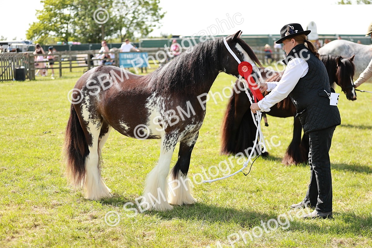 SBM_08687 - Class 63-65 - Traditional Gypsy Cobs In Hand & Ridden