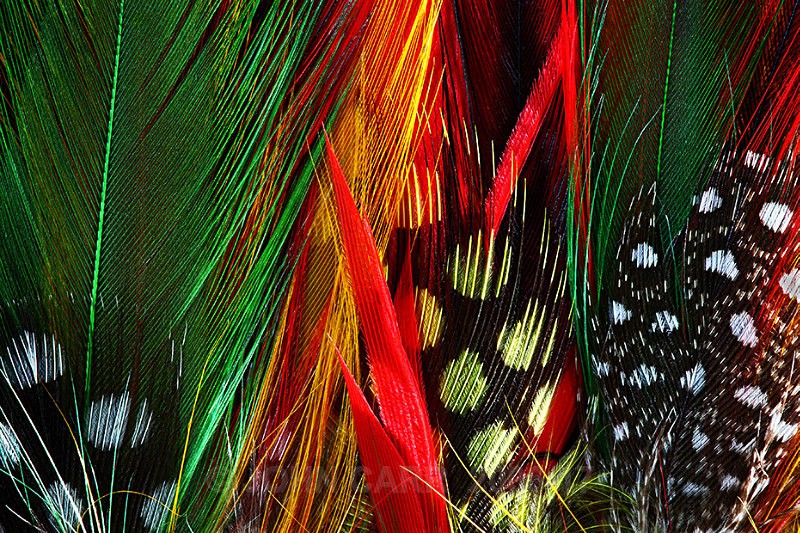 Feathers-4-3954 - ABSTRACT DETAIL/CLOSE UP PHOTOS