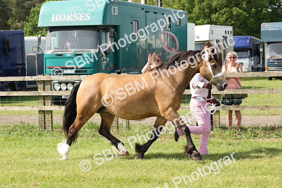 SBM_02188 - Class 6-13 - Mountatin and Moorland In Hand Welsh Breeds