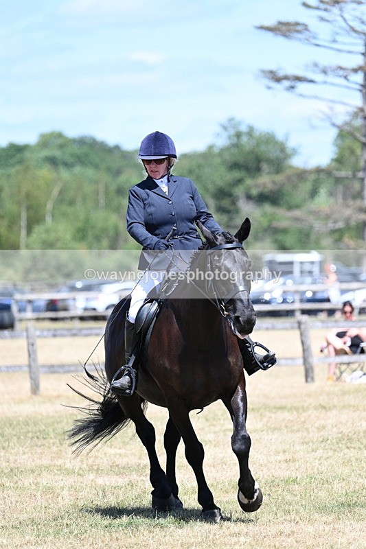 WJ7_2953 - Class 7 Riding Club Show Horse