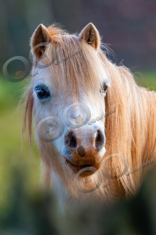 Pony-4203 - Pet Photography
