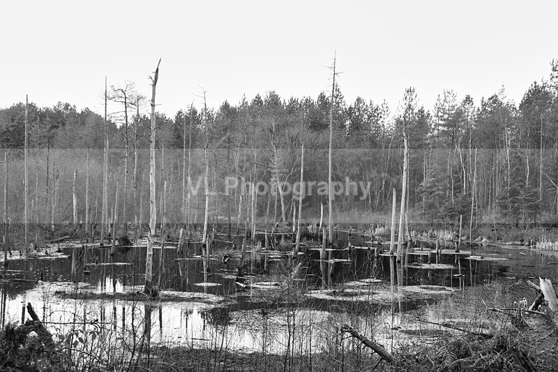Trees - Plants and Trees