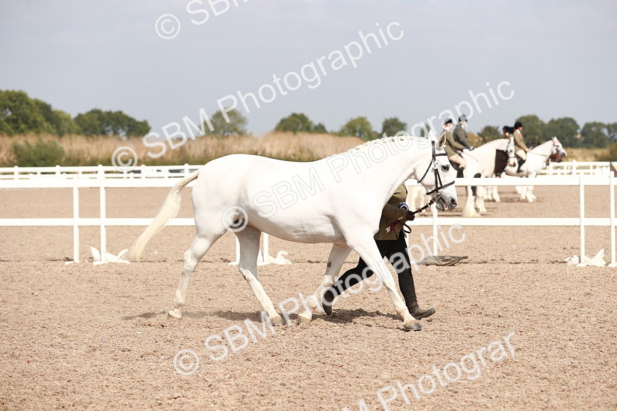 SBM_13310 - Class 208 IH Veteran Horse