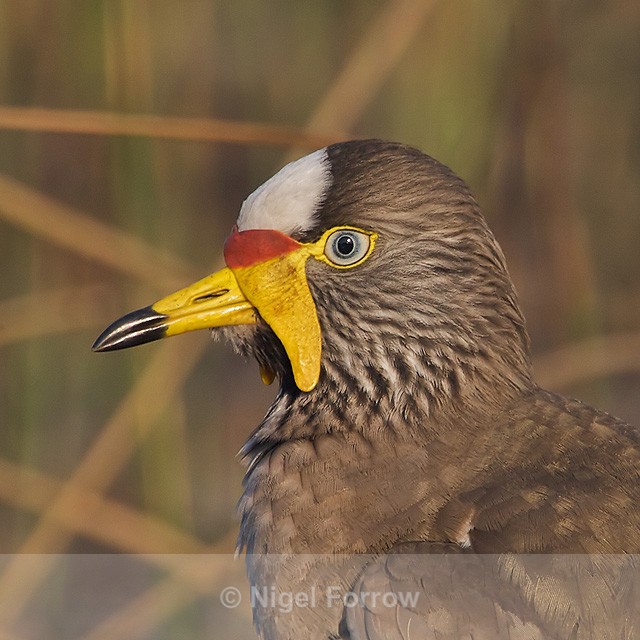 African Wattled Lapwing close-up - African Wattled Lapwing