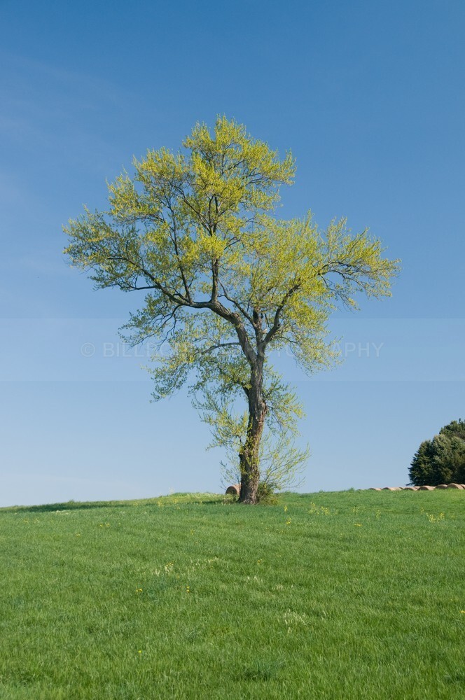 _DSC3176_1431 - The Tree Project