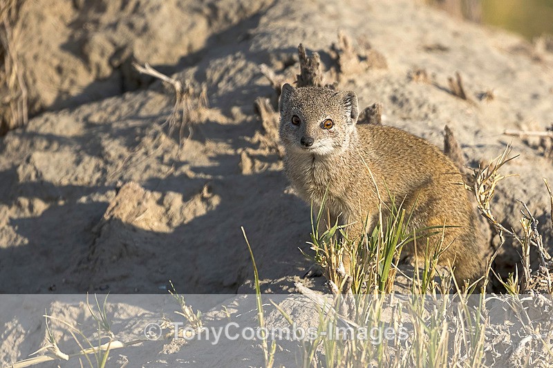 Yellow Mongoose - Botswana ~ The Mammals