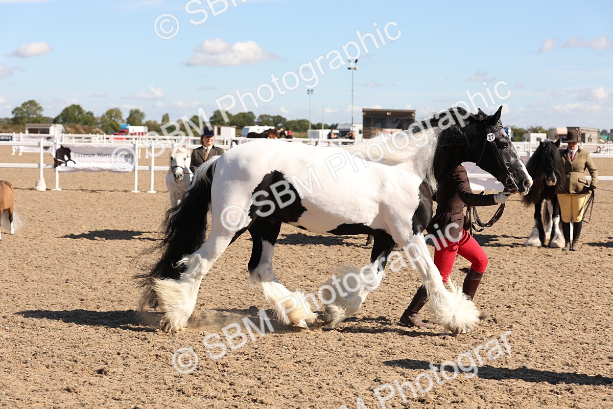 SBM_12955 - Class 206 - IH Non Show Type Pony