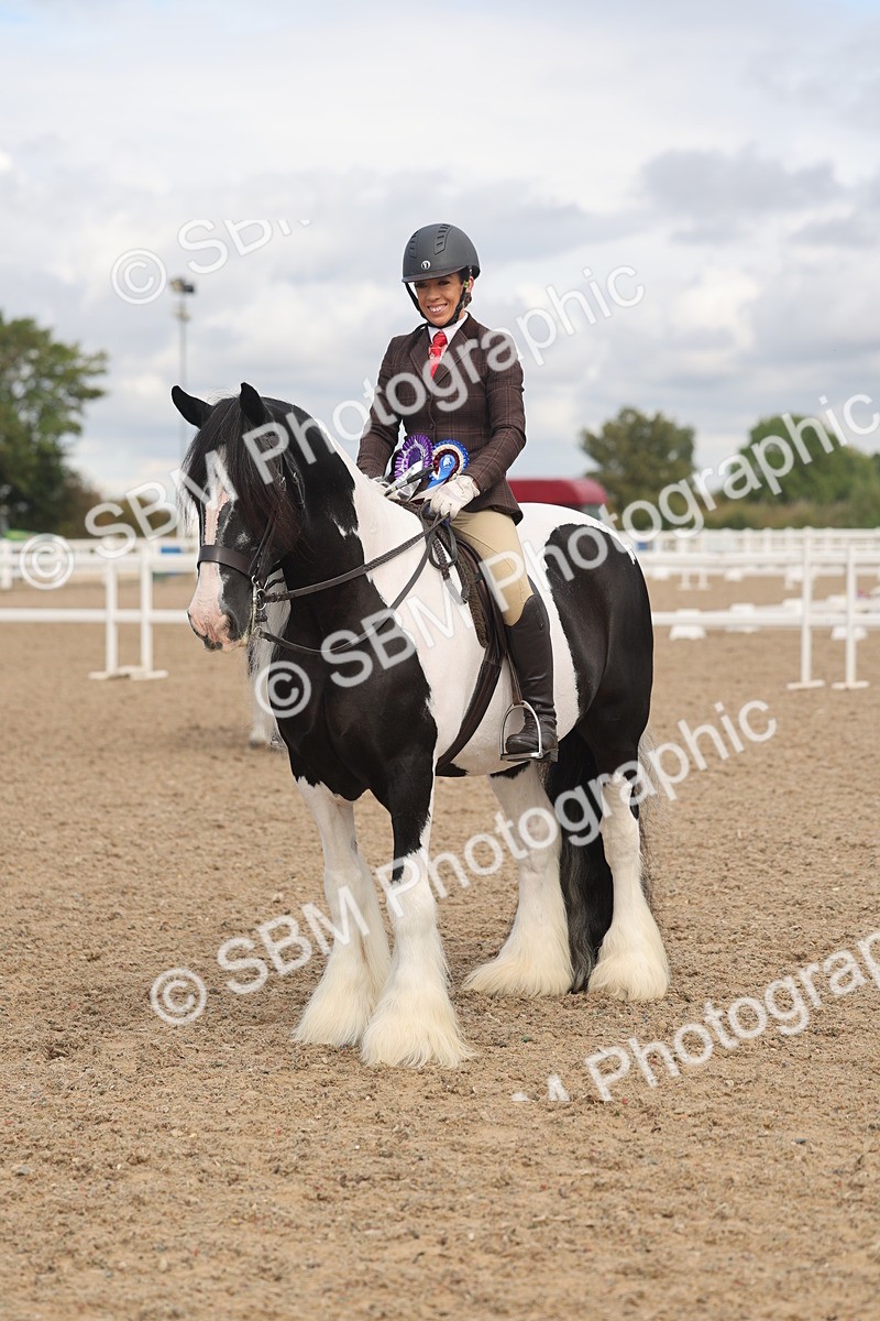SBM_04501 - Class 18 - Handsomest Gelding (IH or Ridden)