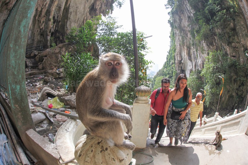  - Urban Wildlife, Kuala Lumpur - Malaysia