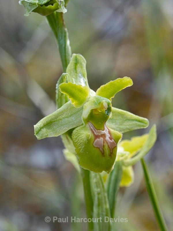 Early spider orchid subspecies (Ophrys incubacea = (also O. sphegodes ssp atrata) -apochromic form - Wild Orchids - 1