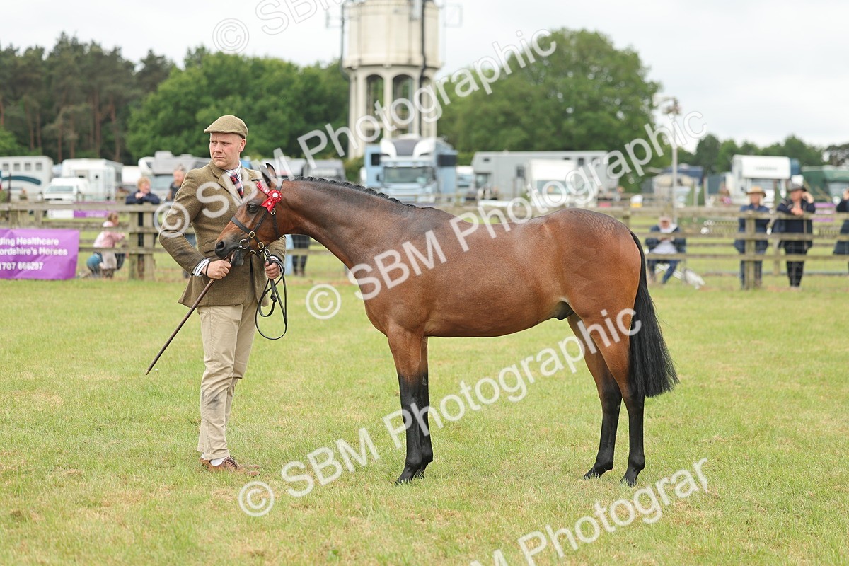 SBM_05411 - Class 68-73 - Riding Pony Breeding