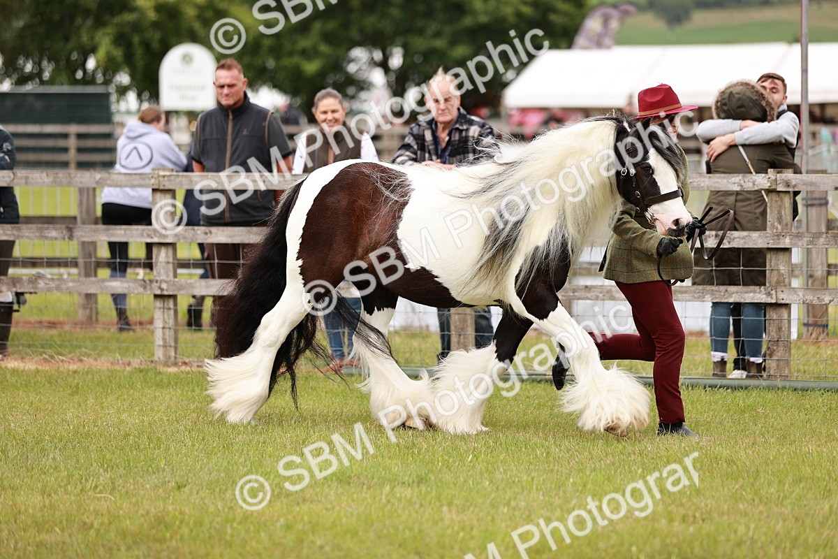SBM_06025 - Class 39-41 TGCA In Hand and Ridden