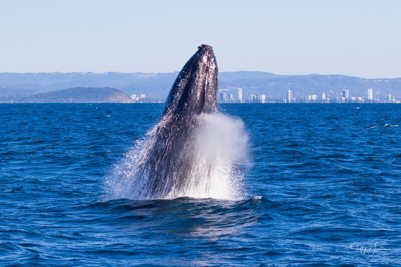Breach start. 0A3A1168 - Humpback Whales