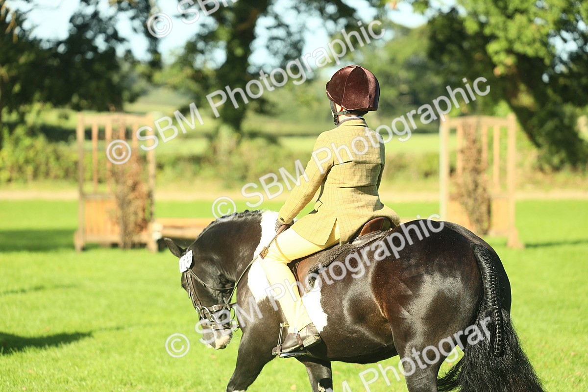 SBM_36411 - S29 - Novice & Newcomers Working Hunter Pony