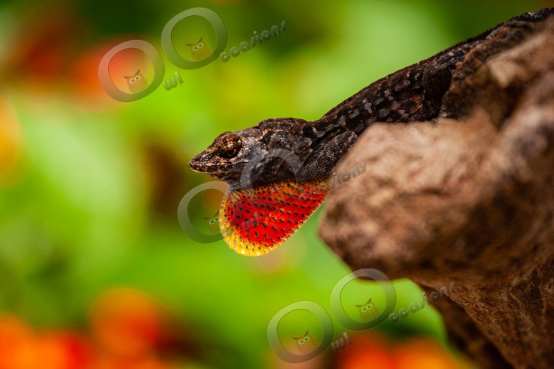 Brown anole Anolis sagrei 2-18 - Pet Photography