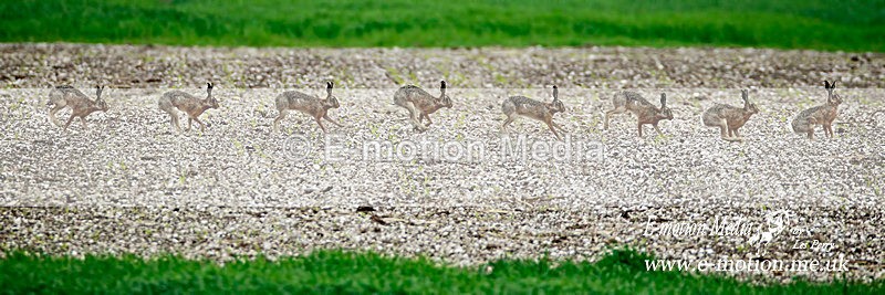 Hare 160613 11 - Nature