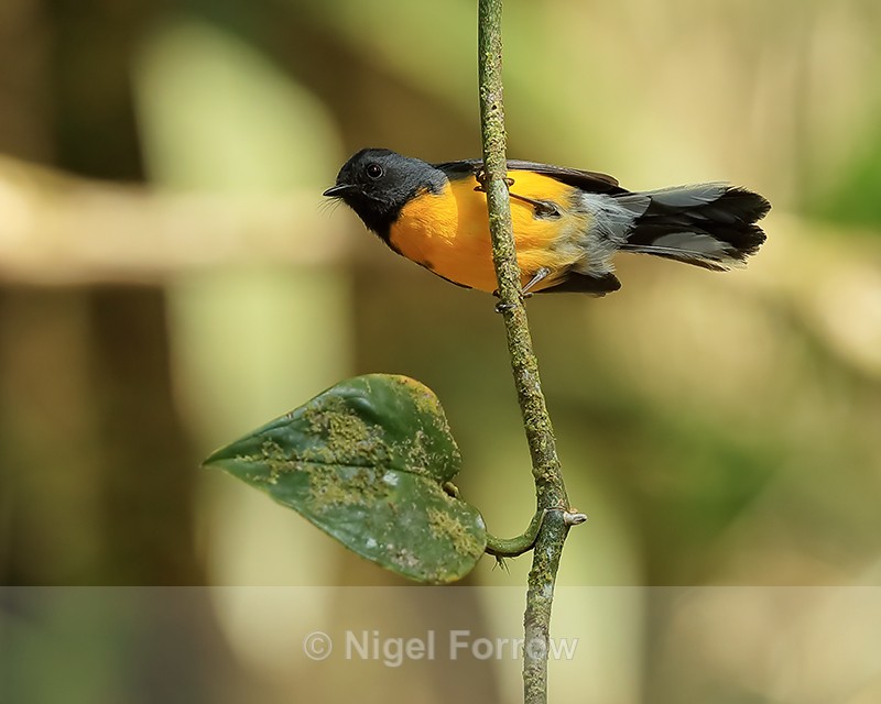 Slate-throated Redstart, Costa Rica - Slate-throated Redstart