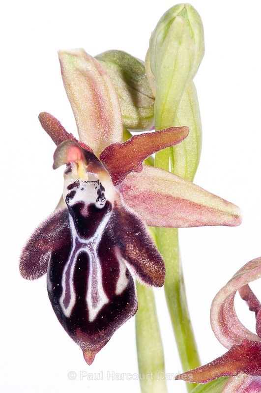  - WB: Orchids - Ophrys
