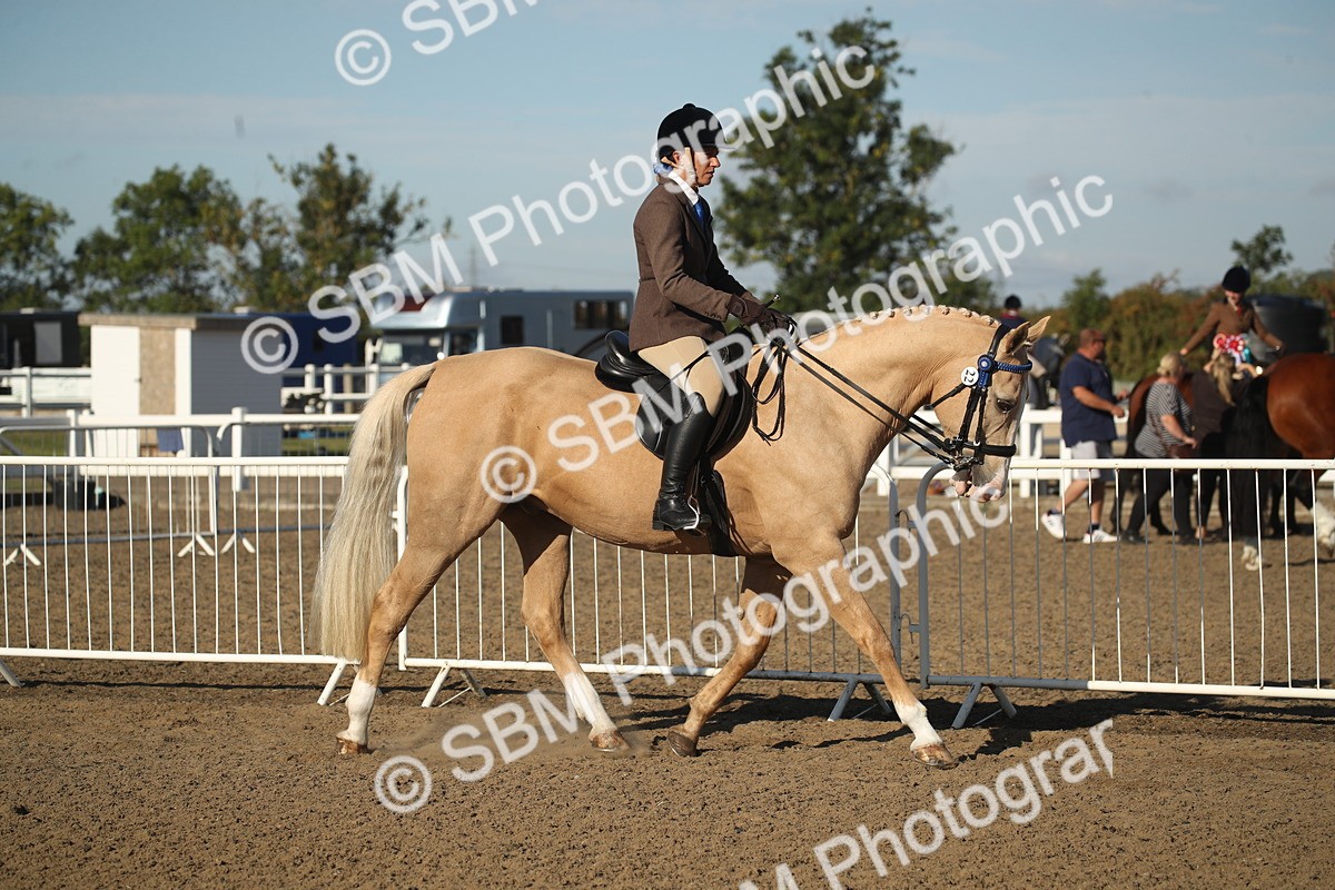 SBM_11255 - Class 501 -Riding Club Pony