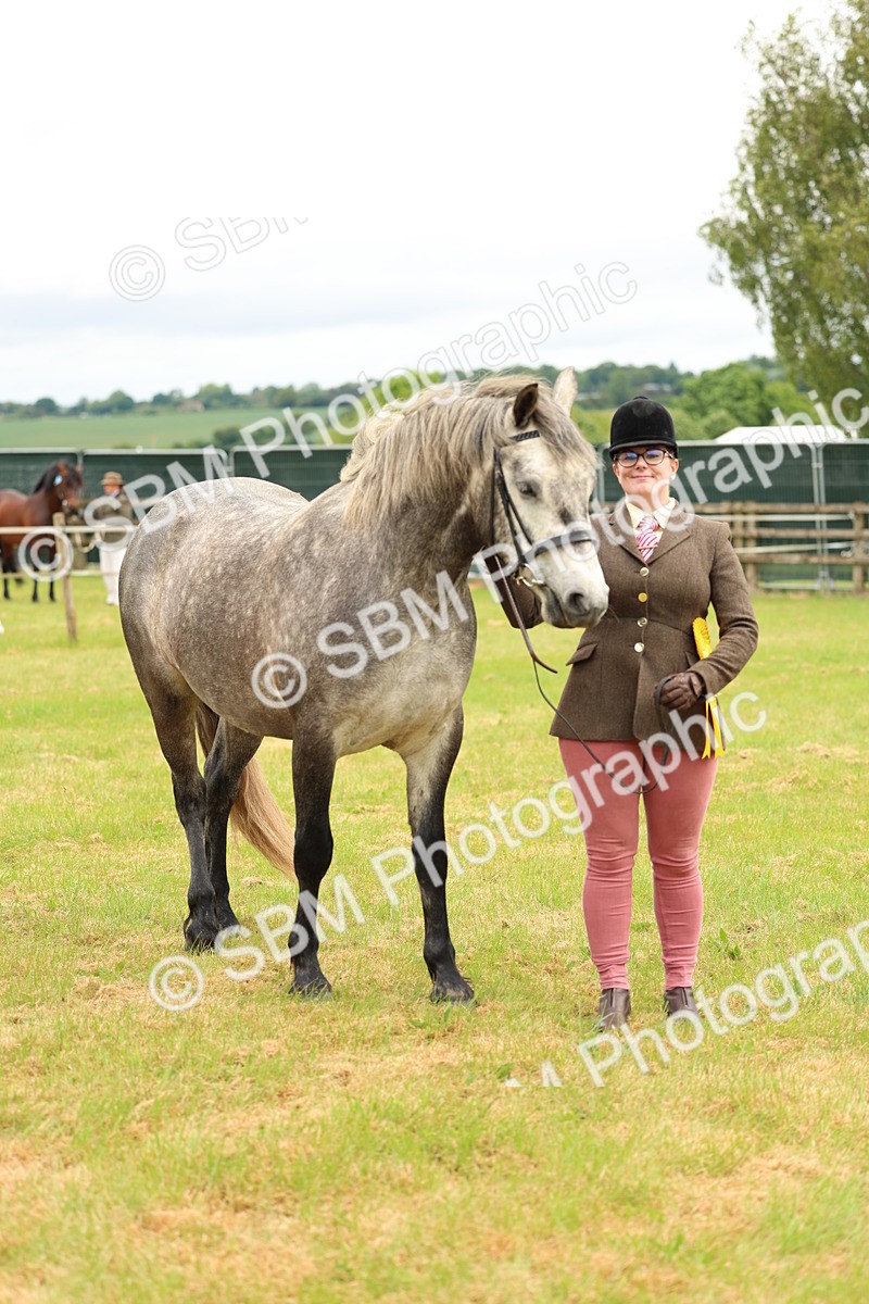 SBM_04131 - Class 64-67 - Shetland Pony In Hand