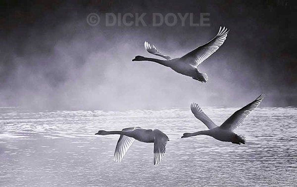 synchronised flying - MONOCHROME LANDSCAPES