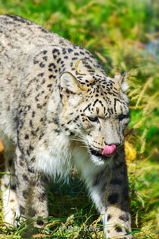 Snow Leopard - DSC_9708 - Cats