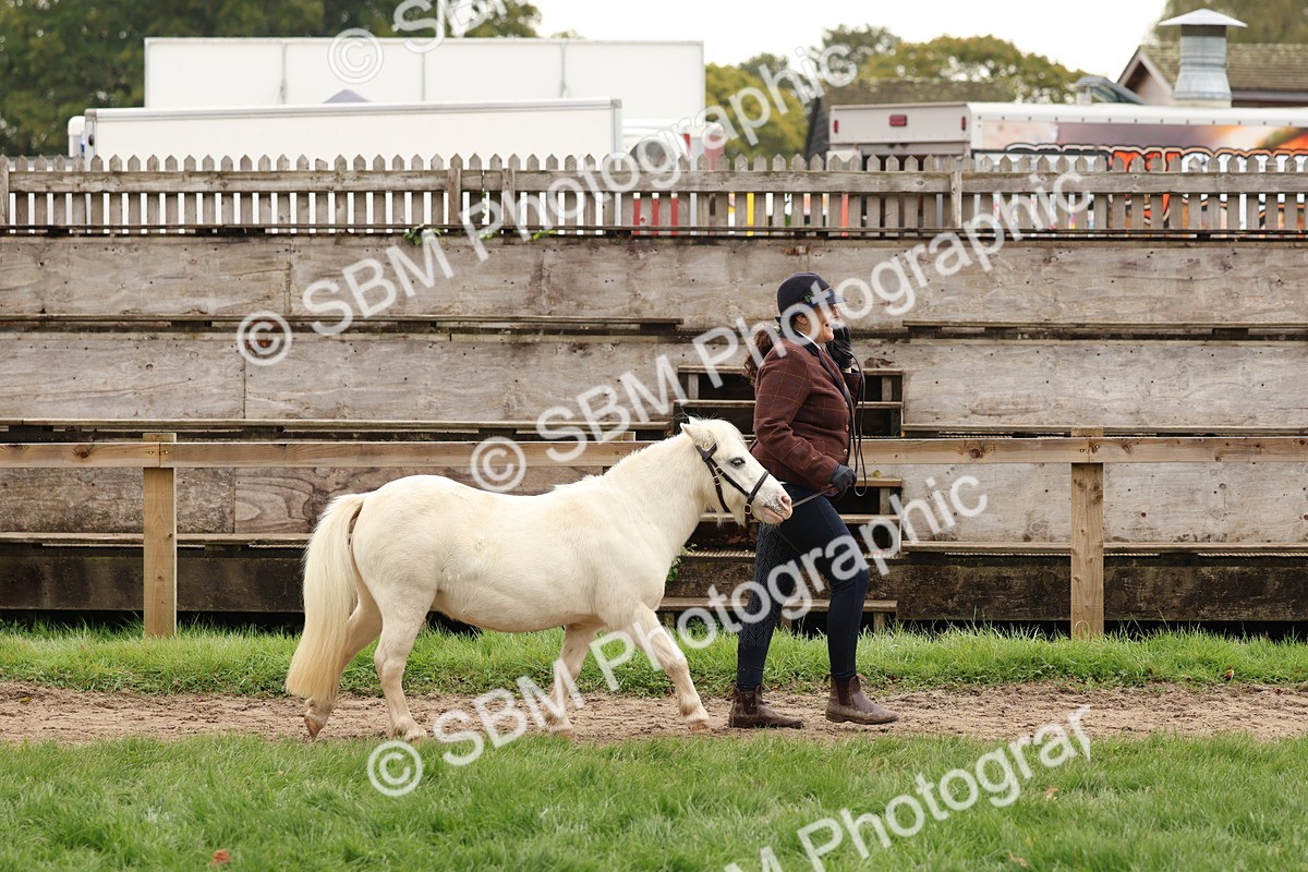 SBM_59830 - S36 - Rehabiliated Rescue Horse & Pony In Hand & Ridden