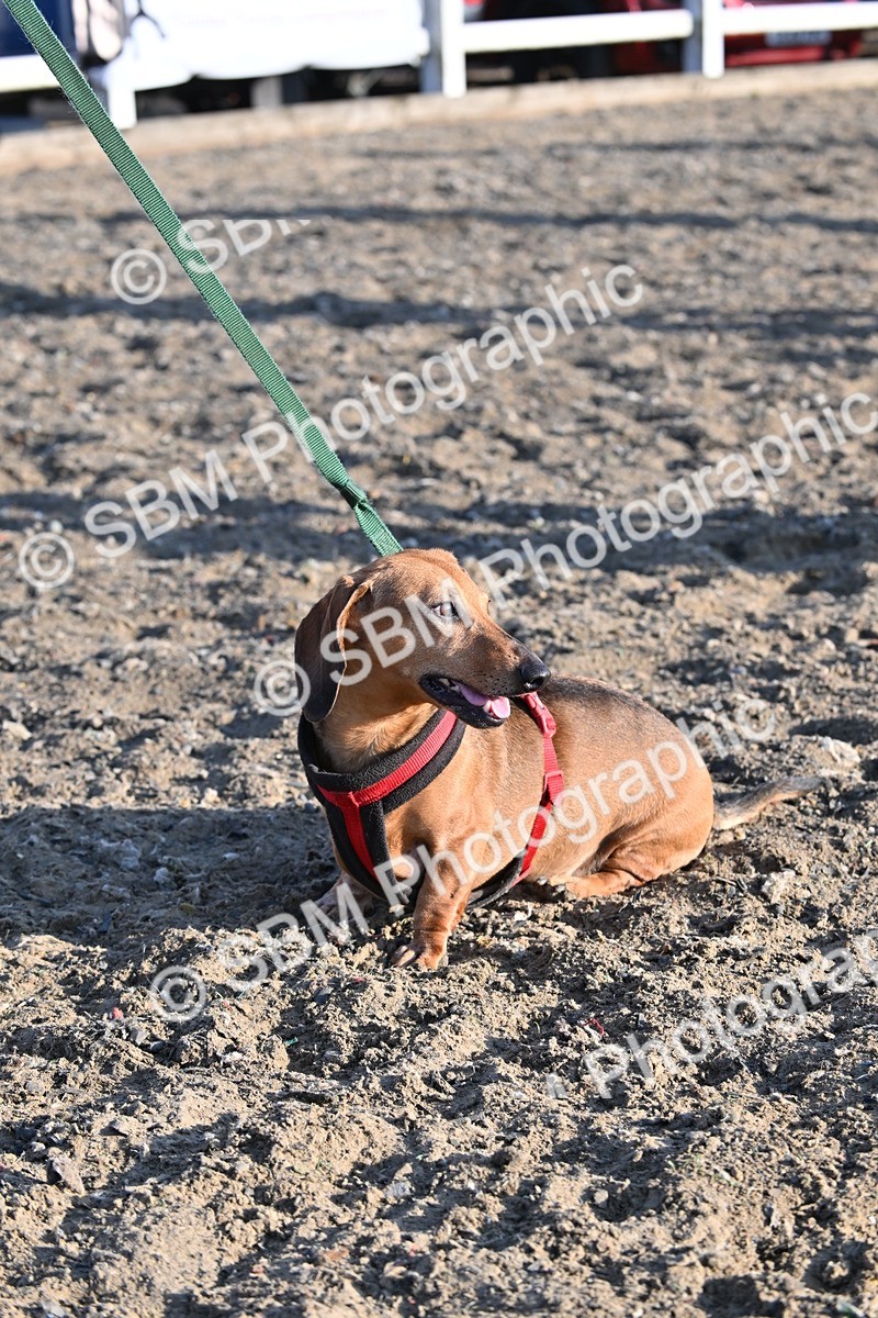 SBM_09395 - Lorry Dogs