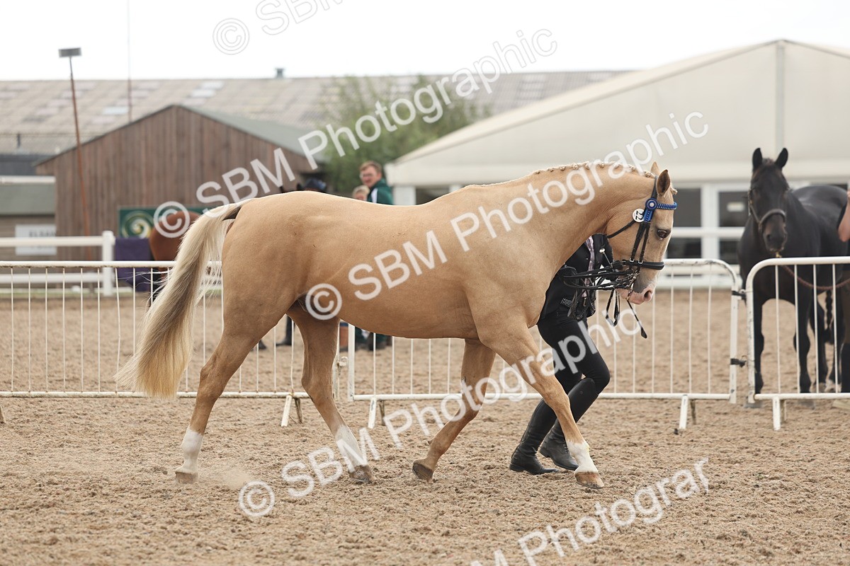 SBM_07623 - Class 26 - IH Foreign Breeds - Part Bred
