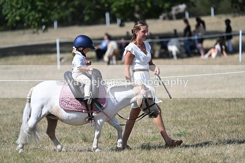 WJ7_1235 - Class 41 Prettiest Mare
