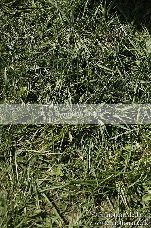 PtP 260317 144 - Mendip Farmers Point-to-Point Ston Easton 26/03/17