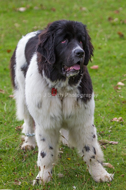 0KJS5030 - Working Dogs